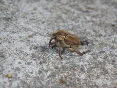 Hoplia