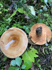Lactarius aestivus