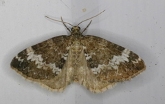 Perizoma alchemillata