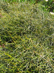 Ephedra tweedieana