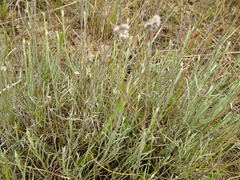 Calocephalus lacteus