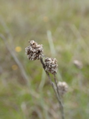 Calocephalus lacteus