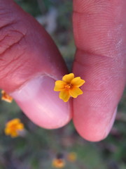 Tagetes subulata
