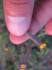 Tagetes subulata