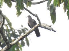 Patagioenas plumbea