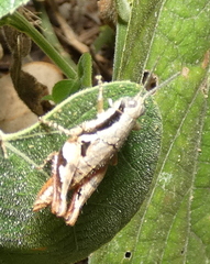 Eujivarus meridionalis