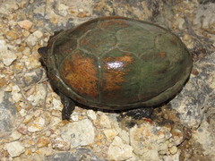 Kinosternon hirtipes murrayi