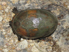 Kinosternon hirtipes murrayi