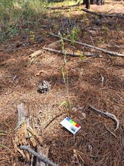 Thelymitra brevifolia