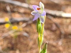 Thelymitra brevifolia