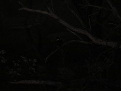 Chloroceryle americana