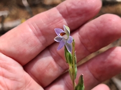 Thelymitra brevifolia