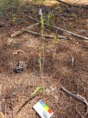Thelymitra brevifolia