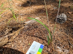 Thelymitra brevifolia