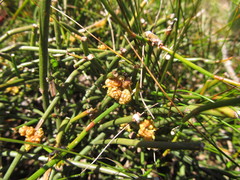 Ephedra tweedieana