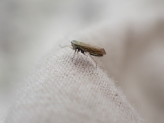 Cicadula longiseta