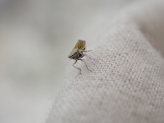 Cicadula longiseta