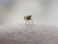 Cicadula longiseta