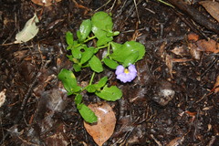 Scaevola calliptera