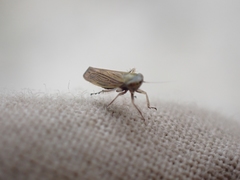 Cicadula longiseta