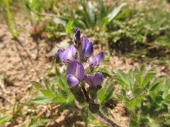 Lupinus bracteolaris