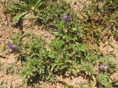 Lupinus bracteolaris