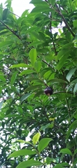 Eugenia involucrata