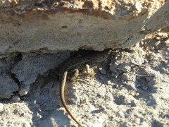 Sceloporus brownorum