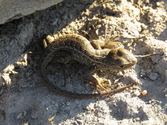 Sceloporus brownorum