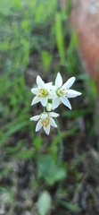 Angiospermae
