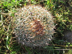 Echinofossulocactus tetraxiphus