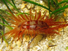 Limaria hakodatensis