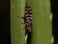 Pterotaenia fasciata