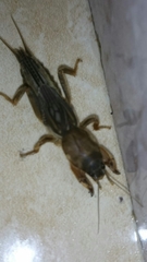 Neocurtilla