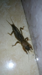 Neocurtilla