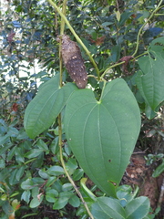 Image of Dioscorea alata