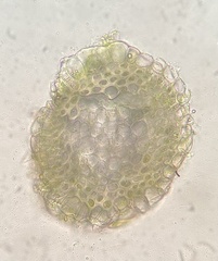 Hygrohypnella ochracea