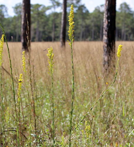 Image of Solidago virgata by (c) Lauren McLaurin, some rights reserved (CC BY)