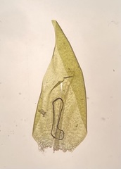 Hygrohypnella ochracea