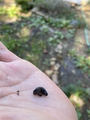 Microplana terrestris