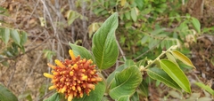Palicourea officinalis