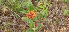 Palicourea officinalis