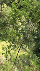 Podanthus ovatifolius