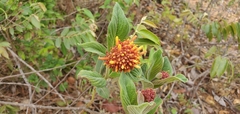 Palicourea officinalis