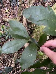 Polyosma cunninghamii