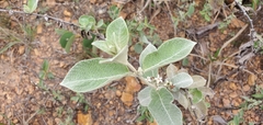 Sabicea brasiliensis