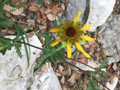 Tetragonotheca texana