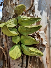Dischidia major