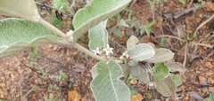 Sabicea brasiliensis