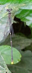Coeliccia flavicauda